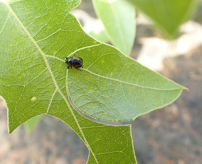 Synolabus bipustulatus (Oak Leafrolling Weevil)