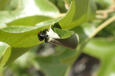 Synolabus bipustulatus (Oak Leafrolling Weevil)