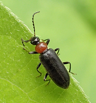 Pyrochroidae (Fire-Colored Beetles)