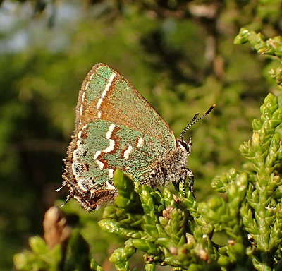 Callophrys gryneus (Juniper Hairstreak)