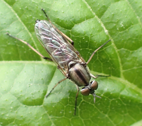 Genus Ozodiceromyia