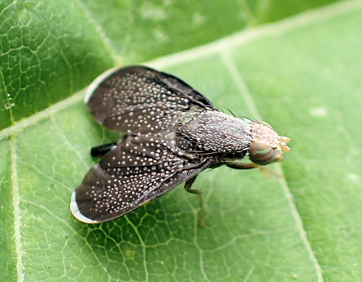 Genus Eutreta