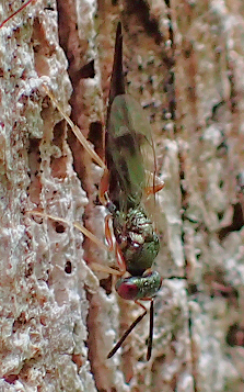 Pteromalidae (Pteromalids)