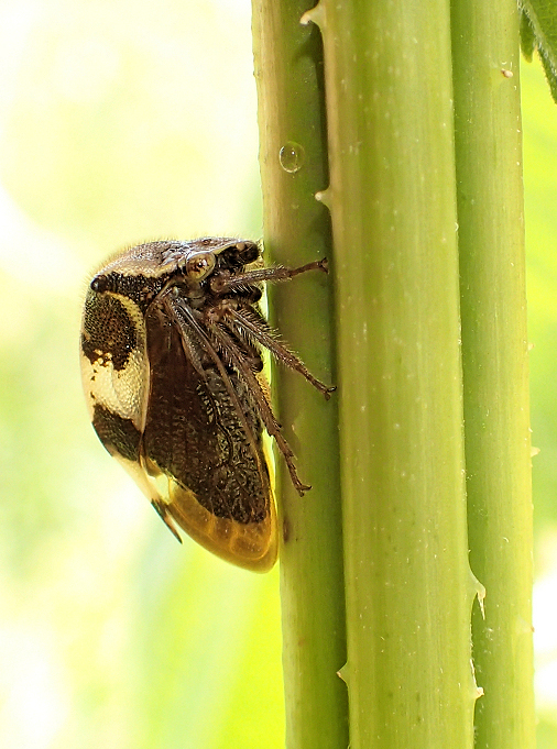 Stictocephala diceros (Two-horned Treehopper)