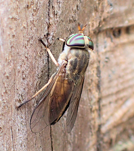 Tabanus lineola (Striped Horse Fly)