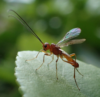Braconidae (Braconid Wasps)