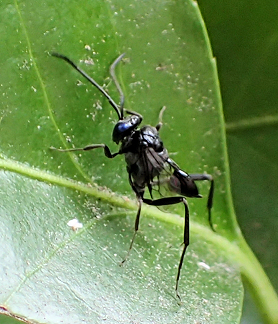 Evaniidae (Ensign Wasps)