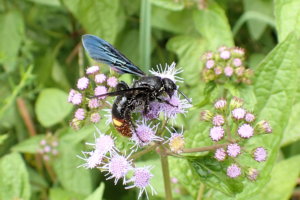 Scolia dubia (Blue-winged Wasp)