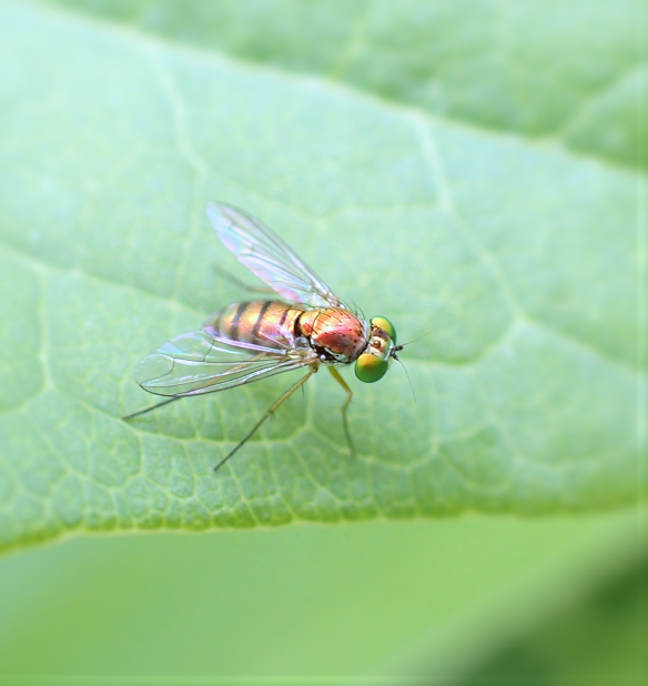 Dolichopodidae (Longlegged Flies)