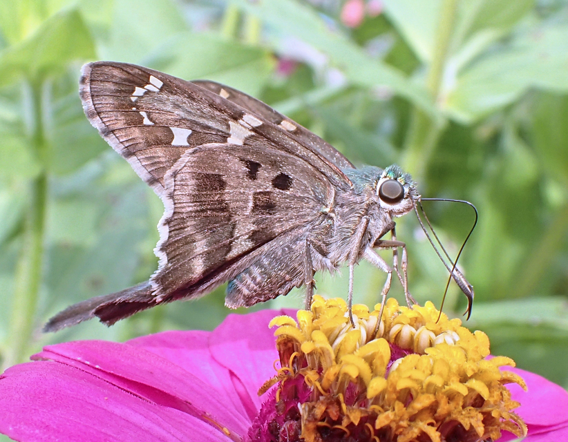 Urbanus proteus (Long-tailed Skipper)