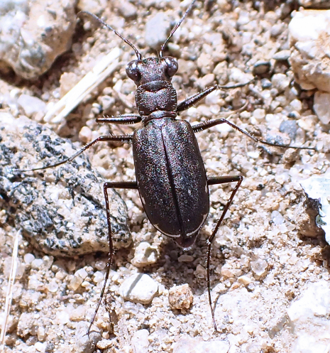 Cicindelidia punctulata (Punctured Tiger Beetle)