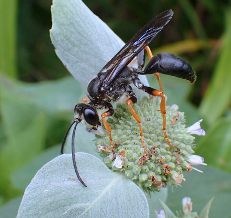 Sphex nudus (Katydid Wasp)