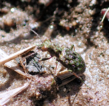 Genus Elaphrus (Marsh Ground Beetles)