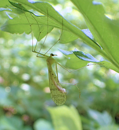 Bittacidae (Hangingflies)