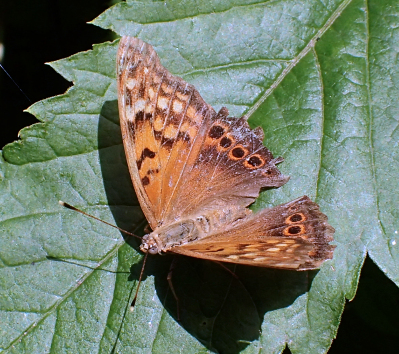 Asterocampa clyton (Tawny Emperor)