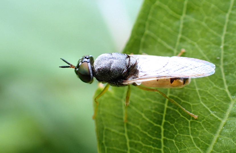Genus Odontomyia