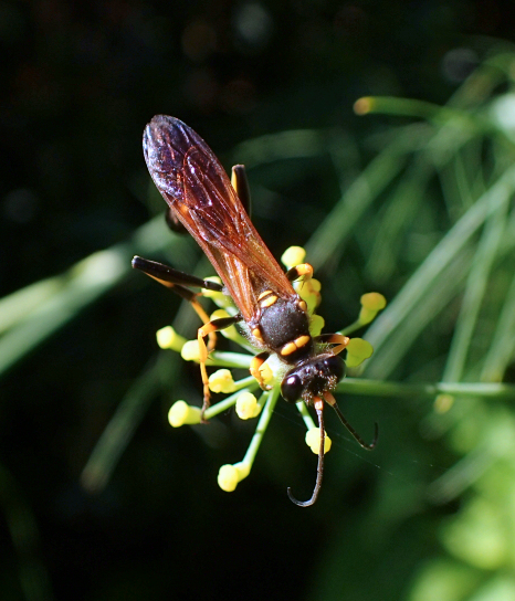 Sceliphron caementarium (Yellow-legged Mud-dauber Wasp)