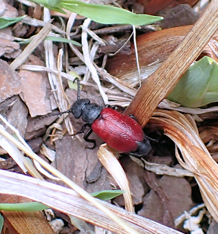 Tricrania sanguinipennis