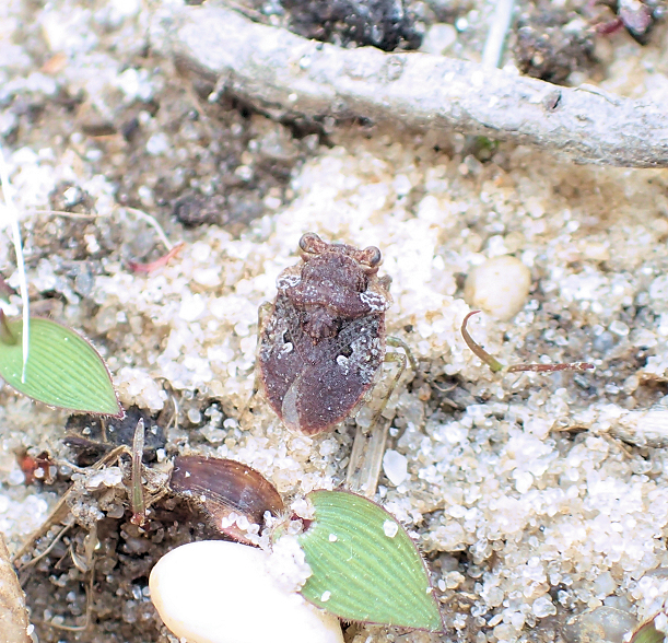 Gelastocoris oculatus (Big-Eyed Toad Bug)