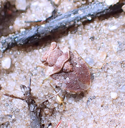 Gelastocoris oculatus (Big-Eyed Toad Bug)