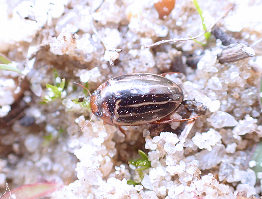Dytiscidae (Predaceous Diving Beetles)