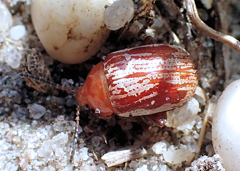 Blepharida rhois (Sumac Flea Beetle)