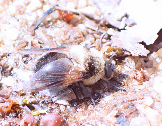 Genus Cephenemyia (Deer Bot Flies)
