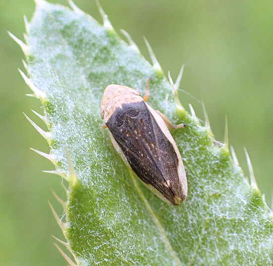 Philaenus spumarius (Meadow Spittlebug)