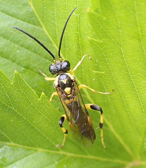 Genus Macrophya