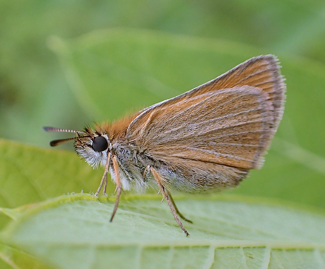 Thymelicus lineola (European Skipper)