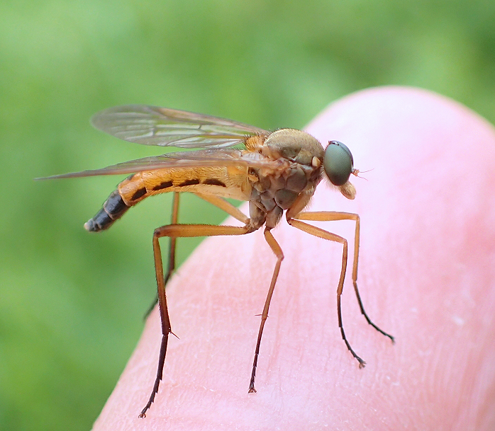 Rhagio tringarius (Marsh Snipe Fly)