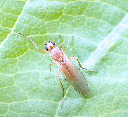 Lonchopteridae (Pointed-winged Flies)