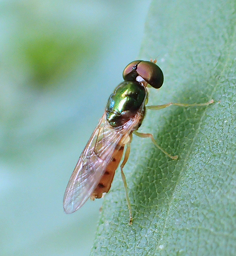 Stratiomyidae (Soldier flies)