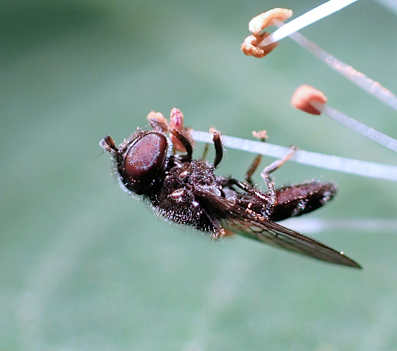 Syrphidae (Syrphid Flies)