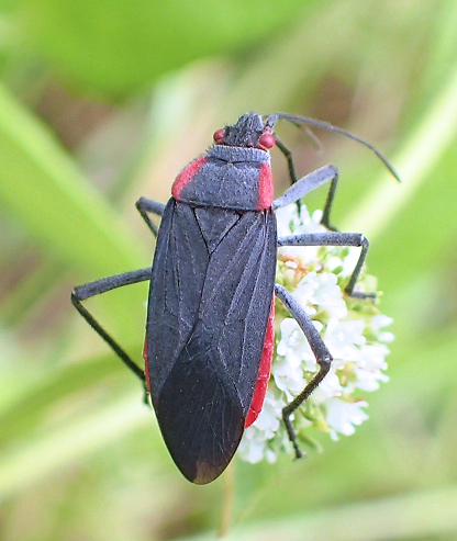 Jadera haematoloma (Red-shouldered Bug)