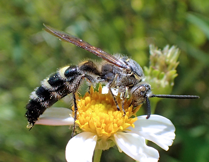 Dielis plumipes (Feather-legged Scoliid Wasp)