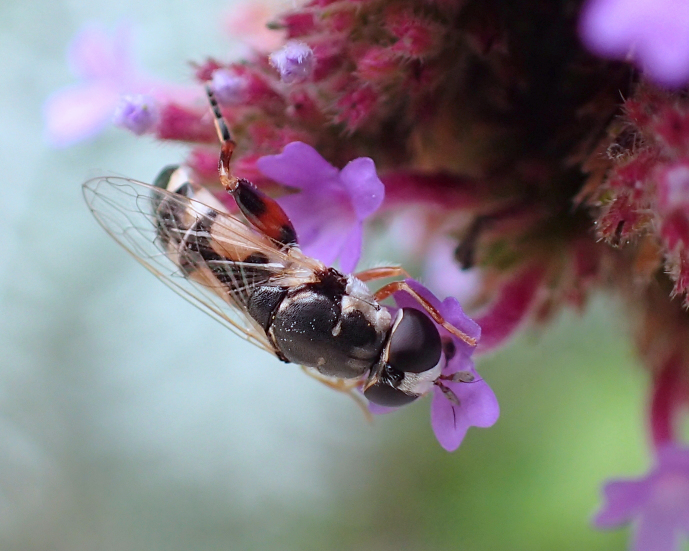 Syritta flaviventris