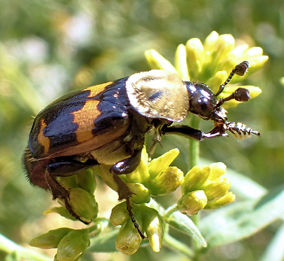 Nicrophorus tomentosus (Tomentose Burying Beetle)