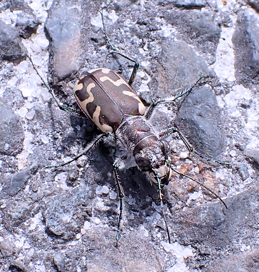 Cicindela formosa (Big Sand Tiger Beetle)