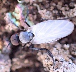 Genus Rhamphomyia