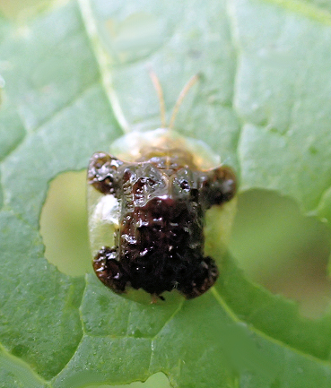 Plagiometriona clavata (Clavate Tortoise Beetle)