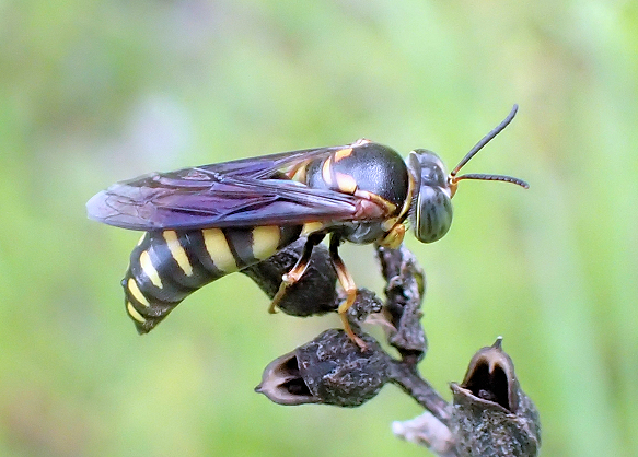 Bicyrtes insidiatrix