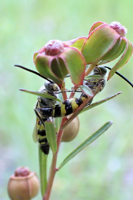 Dielis trifasciata (Three-banded Scoliid Wasp)