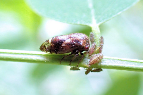 Vanduzea arquata (Black Locust Treehopper)
