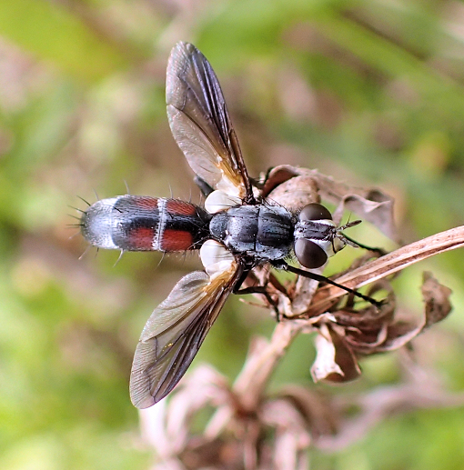Genus Cylindromyia