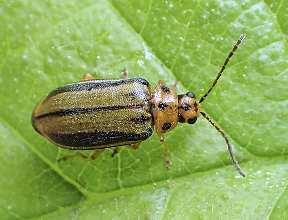 Xanthogaleruca luteola (Elm Leaf Beetle)