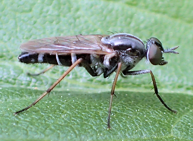 Genus Ozodiceromyia
