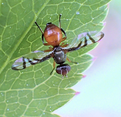Genus Rivellia