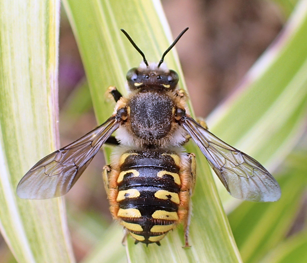 Anthidium manicatum (European Wool-carder Bee)