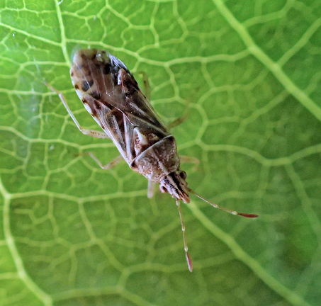 Belonochilus numenius (Sycamore Seed Bug)